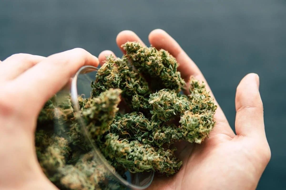 Die besten Strains finden – Cannabis Samen bestellen in Top-Qualität