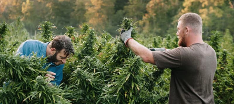 Cannabis Samen in der Jugenderziehung: Aufklärung und Verantwortung