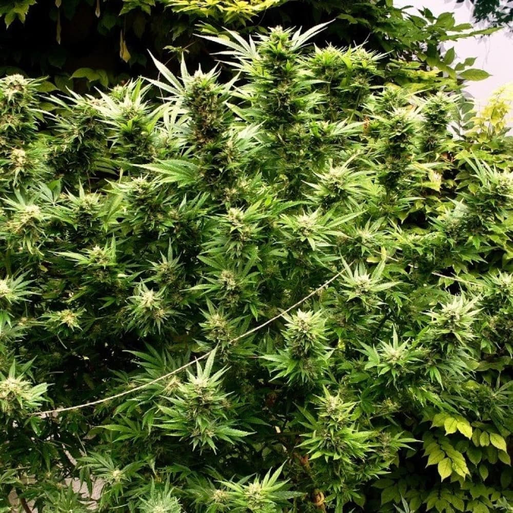 double cheese strain und Tiergesundheit